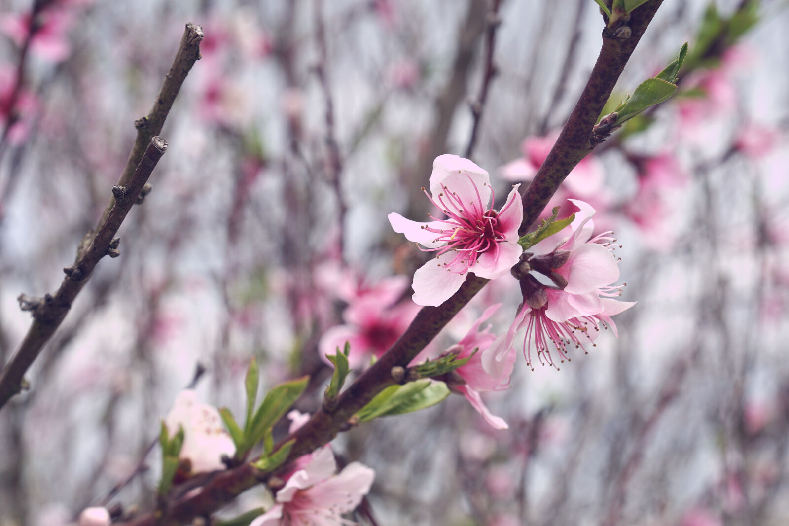 Sony a6000 sample photo. Pink, cherry, blossoms photography