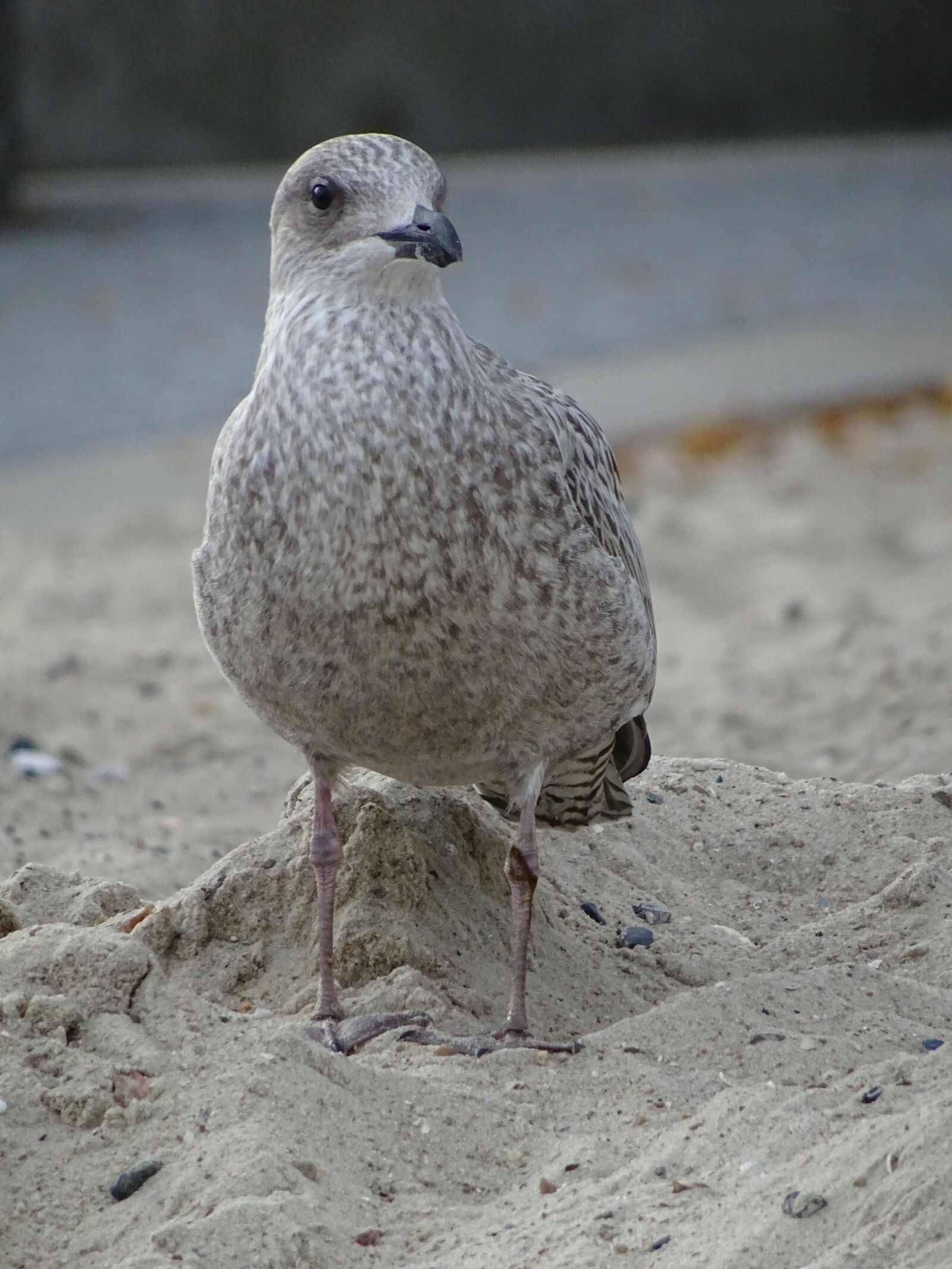 Sony DSC-HX60 sample photo. Seagull, beach, north sea photography