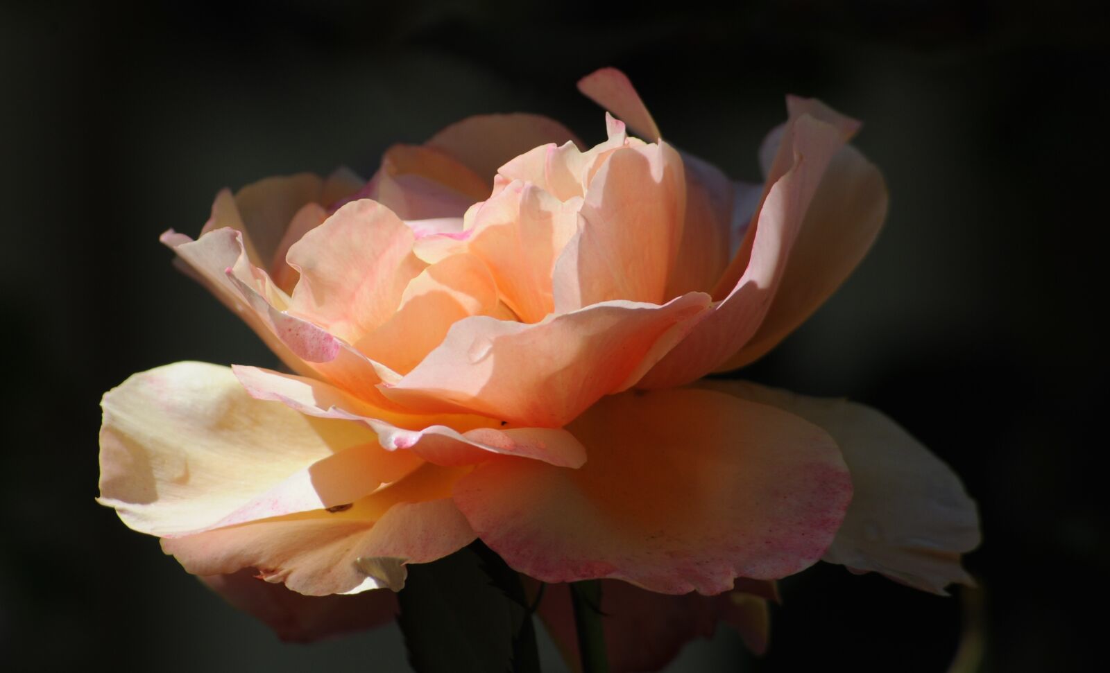 Nikon D300 sample photo. Rose, closeup, flower photography