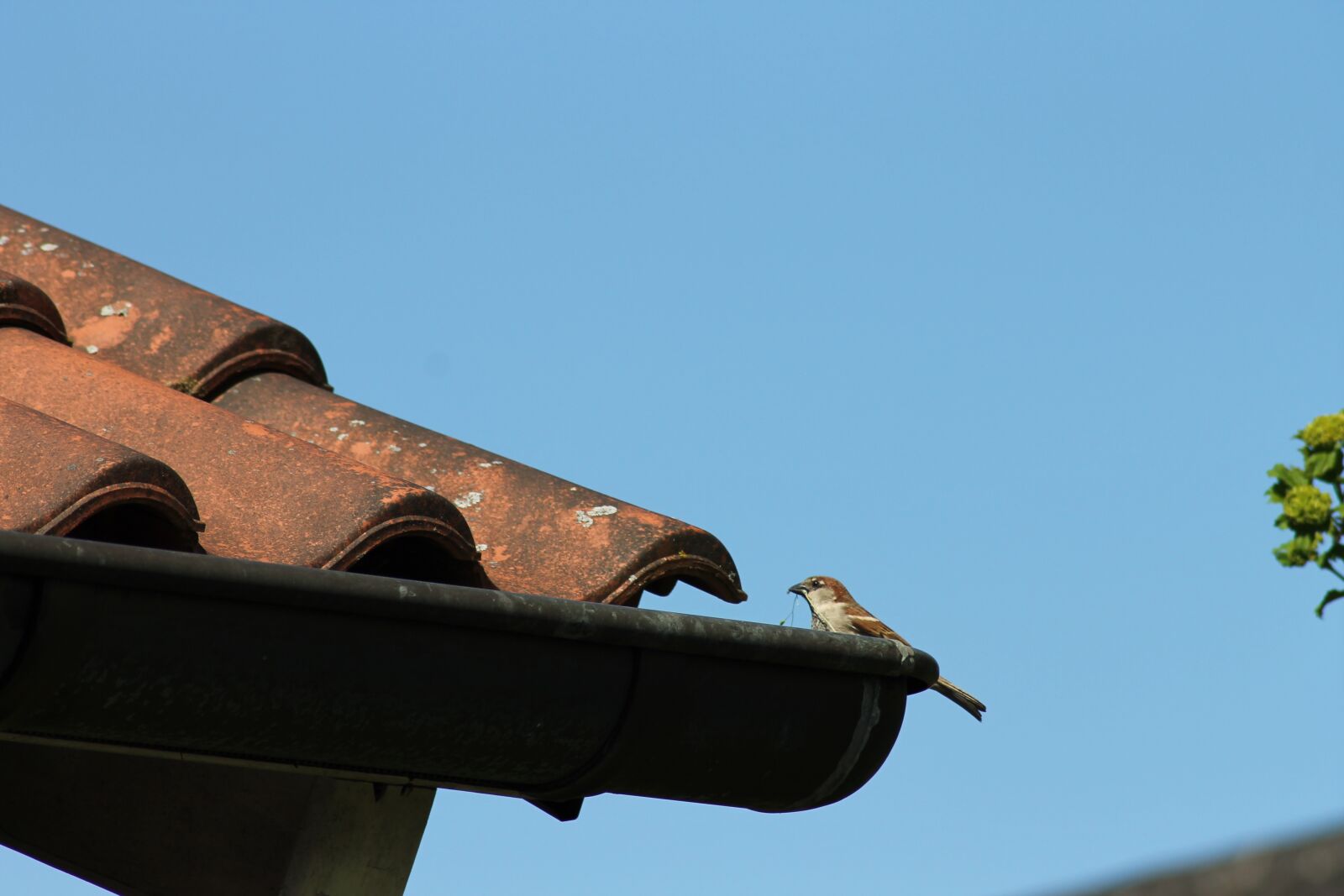 Canon EOS 1100D (EOS Rebel T3 / EOS Kiss X50) sample photo. Bird, roof, nature photography