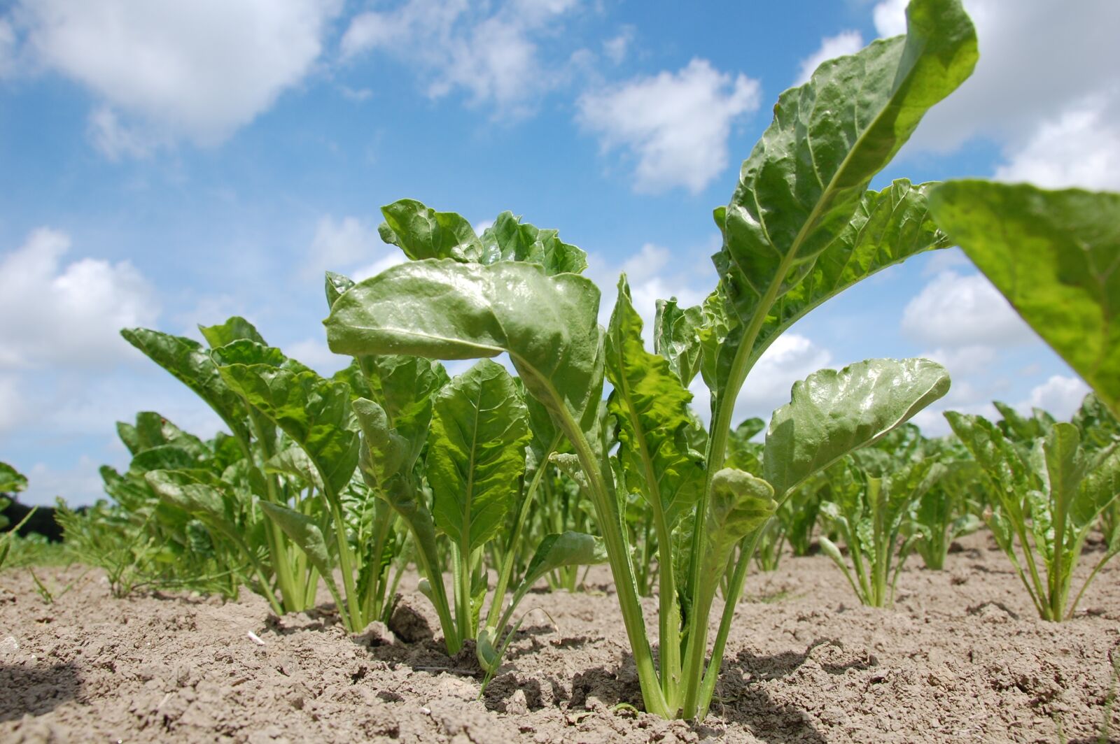 Nikon D40 sample photo. Agricultural, sugar beet, bite photography