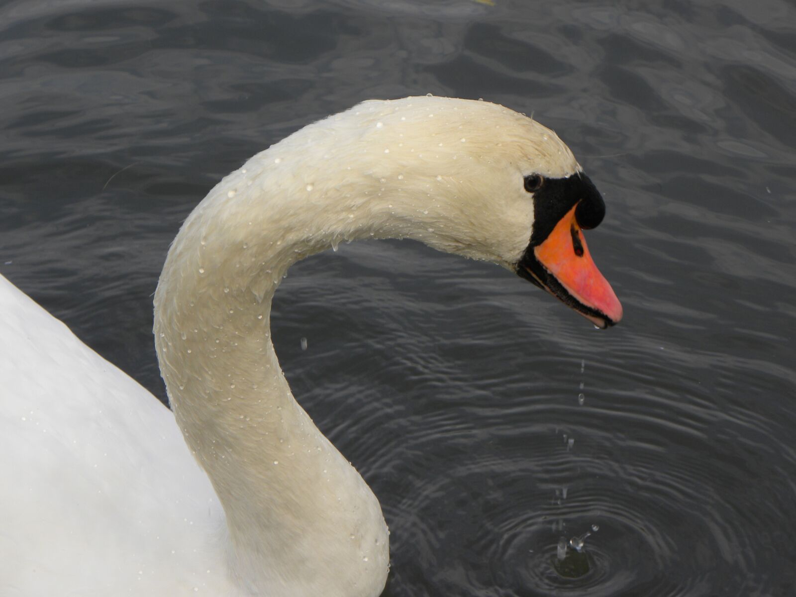 Nikon Coolpix P90 sample photo. Swan, waterfowl, swans photography