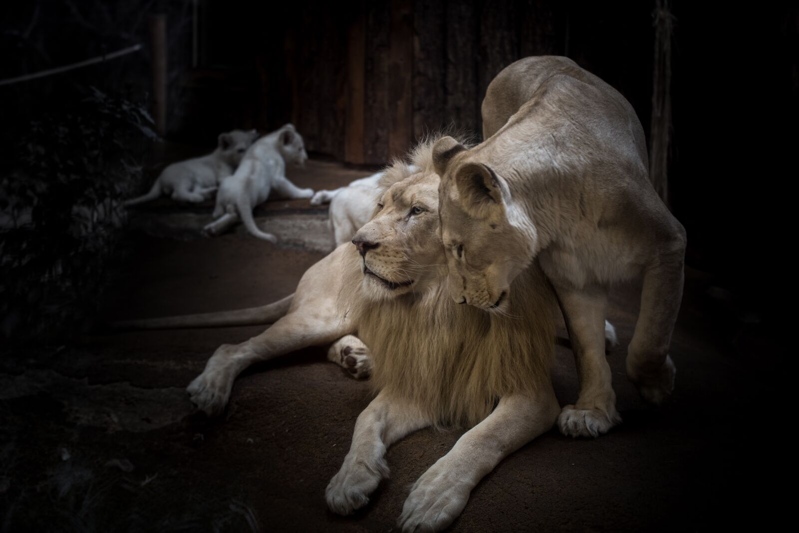 Nikon D750 sample photo. Lion, lioness, white lion photography