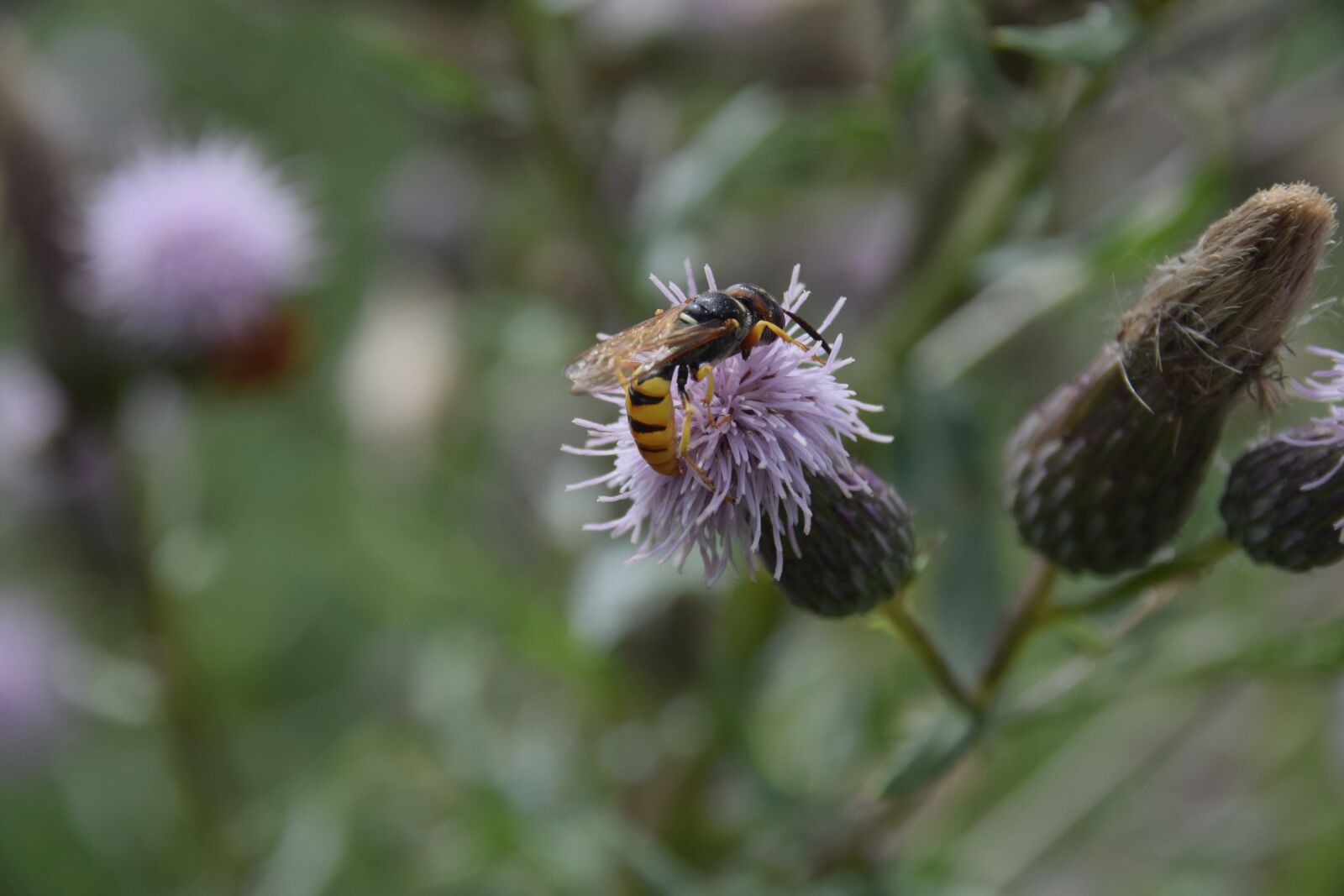 Nikon D3300 sample photo. Osa, insect, macro photography