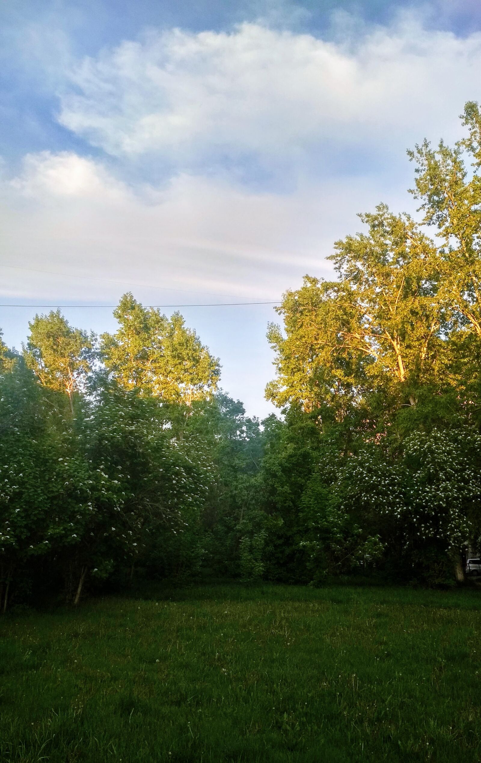 Xiaomi Redmi 4X sample photo. Sky, green, tree photography