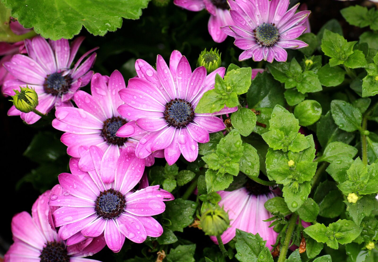 Canon EOS 1200D (EOS Rebel T5 / EOS Kiss X70 / EOS Hi) sample photo. Osteospermum, purple flowers, flowering photography