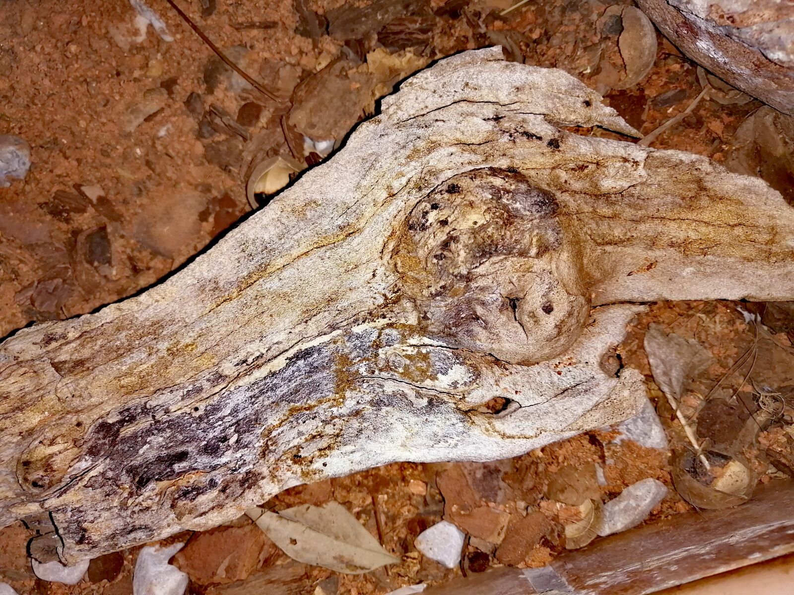 HUAWEI P30 LITE sample photo. Driftwood, wood, stump photography