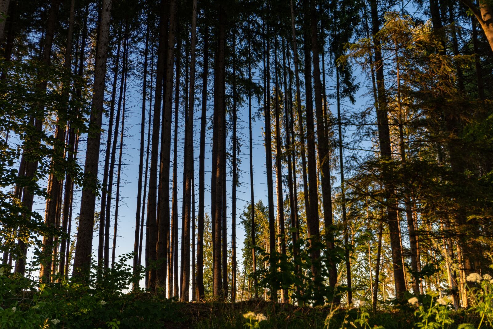 Nikon D500 sample photo. Forest, sunset, landscape photography
