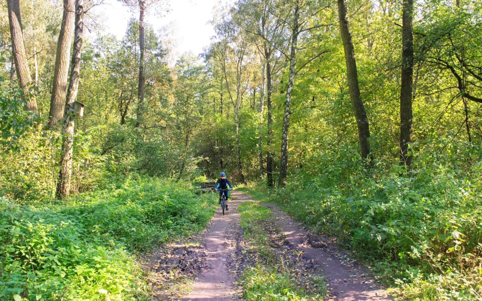 Nikon D5100 sample photo. Landscape, forest, autumn photography