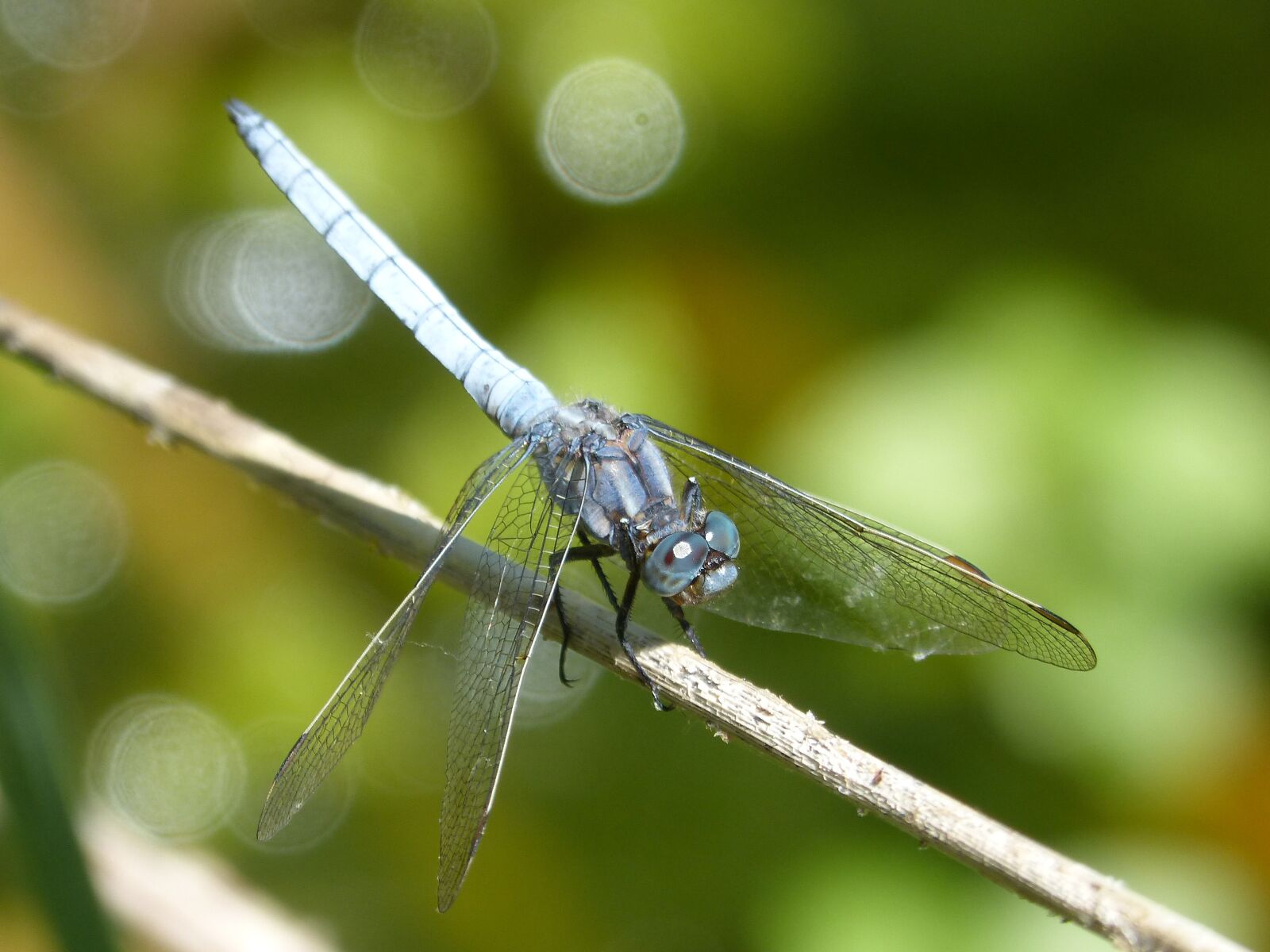Panasonic DMC-FZ62 sample photo. Dragonfly, blue dragonfly, orthetrum photography