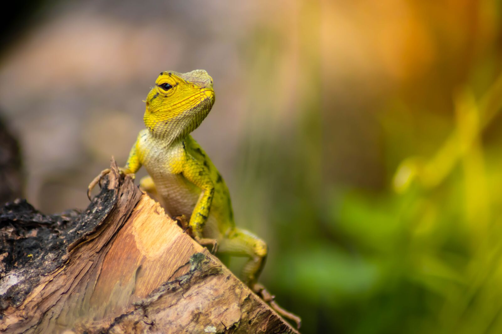 Tamron AF 70-300mm F4-5.6 Di LD Macro sample photo. Chameleon, background, isolated photography