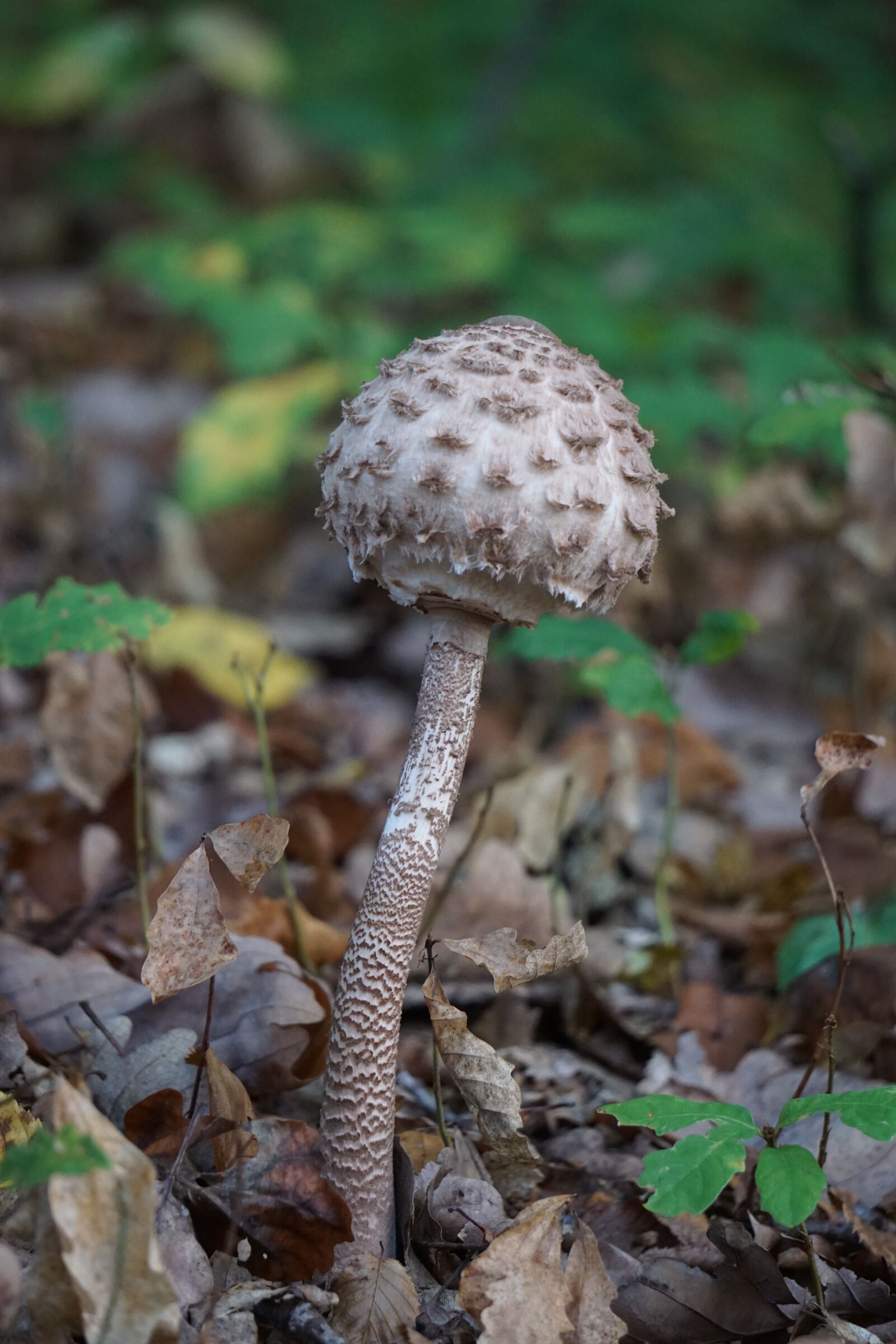 Sony E 55-210mm F4.5-6.3 OSS sample photo. Mushroom, boletes, forest photography