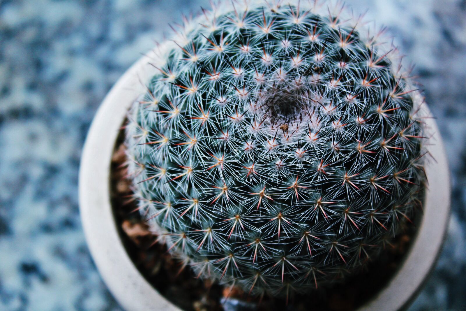 Canon EOS 60D sample photo. Cactus, beautiful, virtual photography