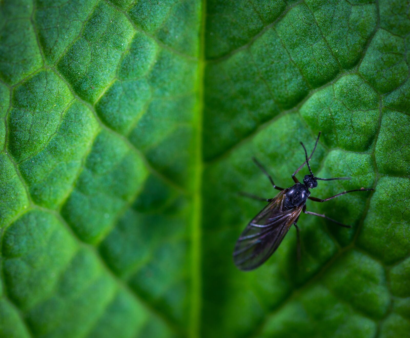 #124 65/2.8 sample photo. Insect, macro photography