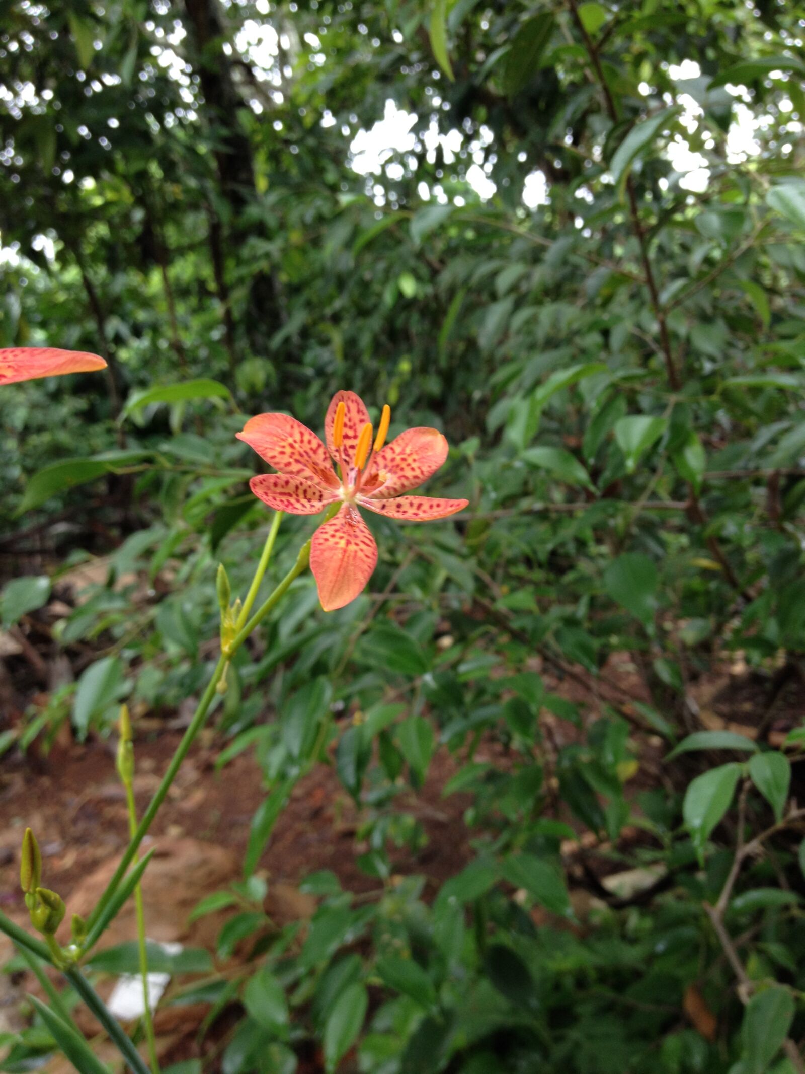 iPhone 4S back camera 4.28mm f/2.4 sample photo. Hoa, la, canh photography