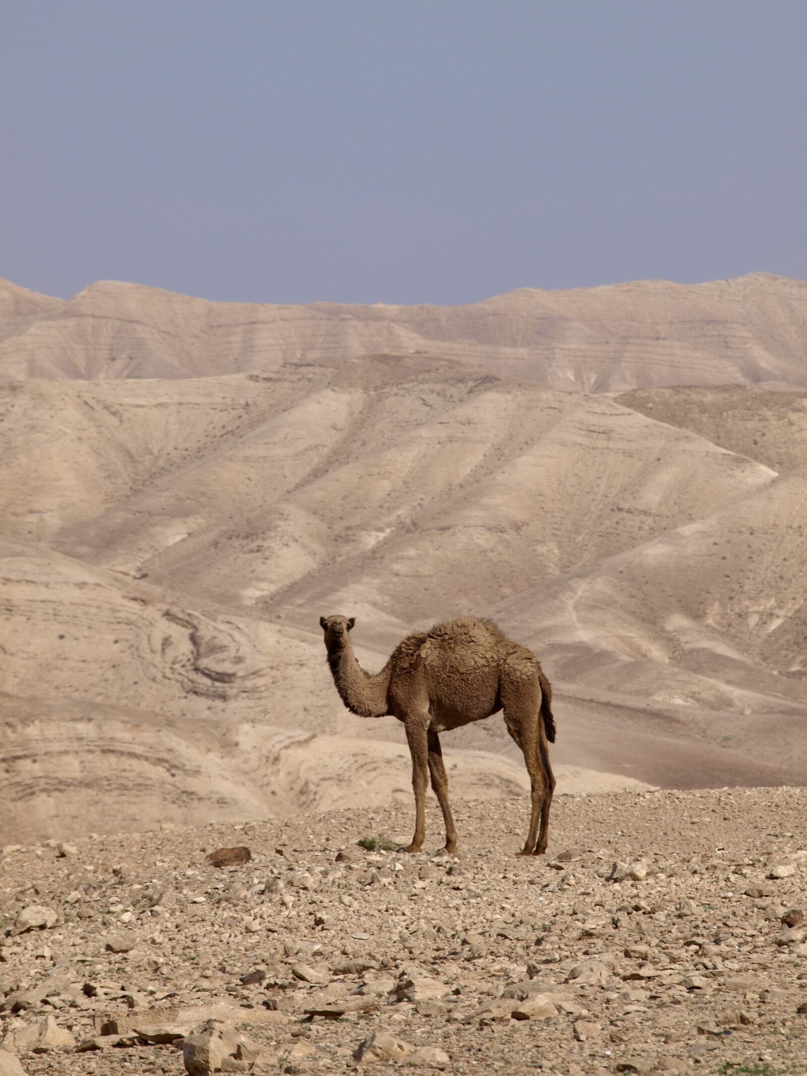 Olympus E-450 (EVOLT E-450) sample photo. Desert, judea, sand photography