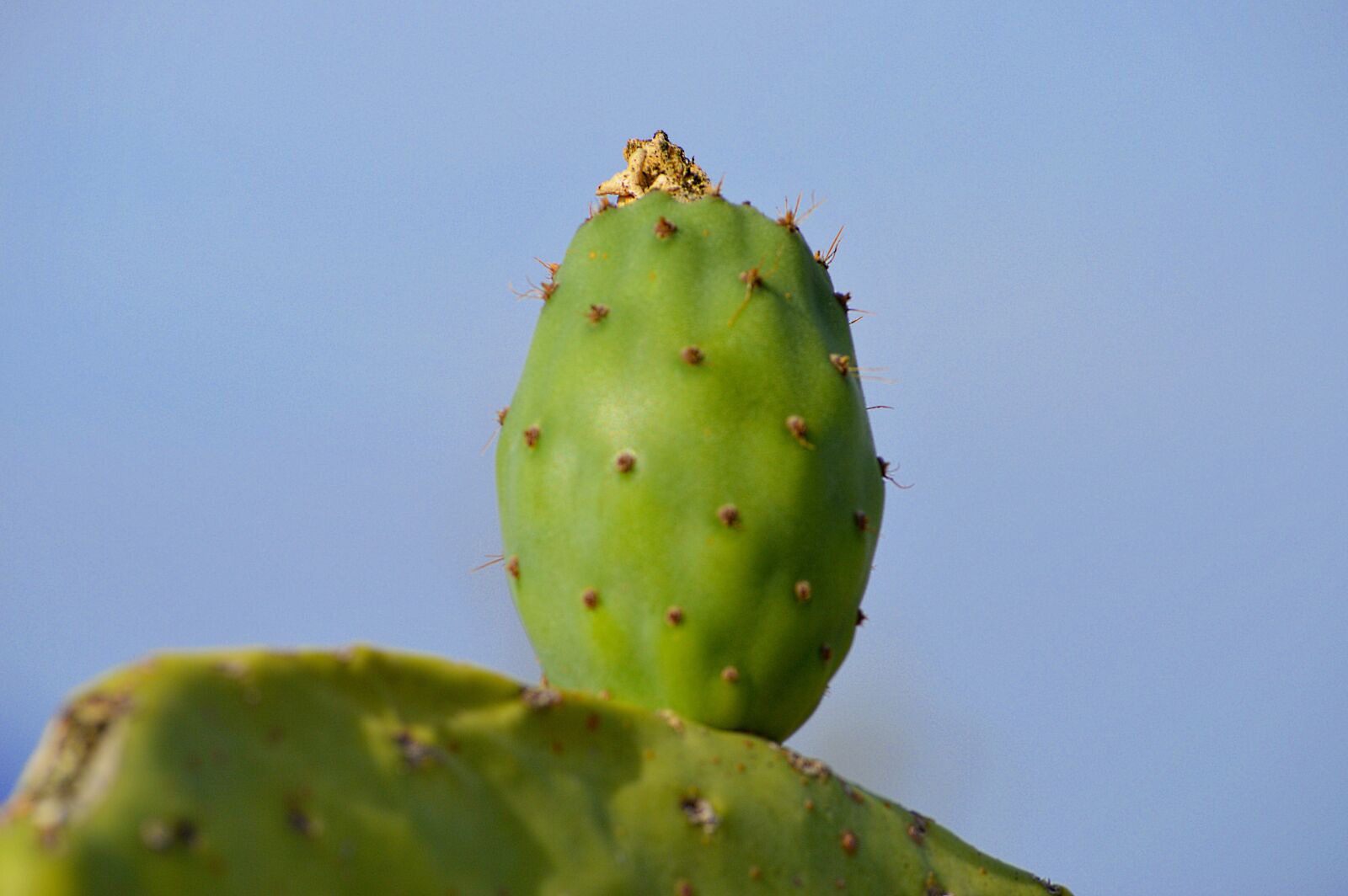 Nikon D3200 sample photo. Prickly pear, chumbo, fruit photography