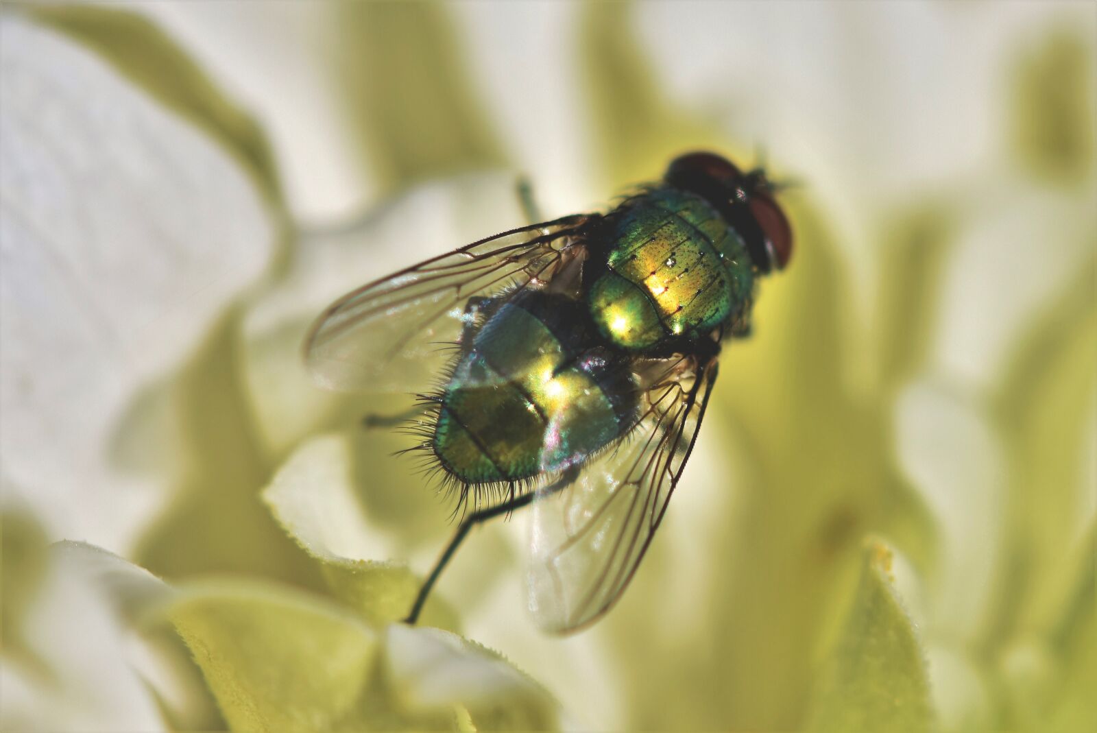 Nikon D7200 sample photo. Fly, insect, wing photography