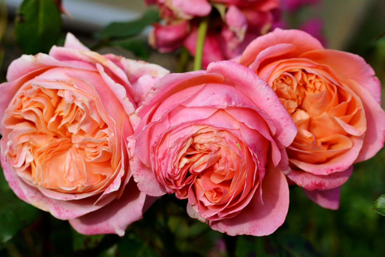Nikon D5200 sample photo. English rose, autumn, fragrance photography