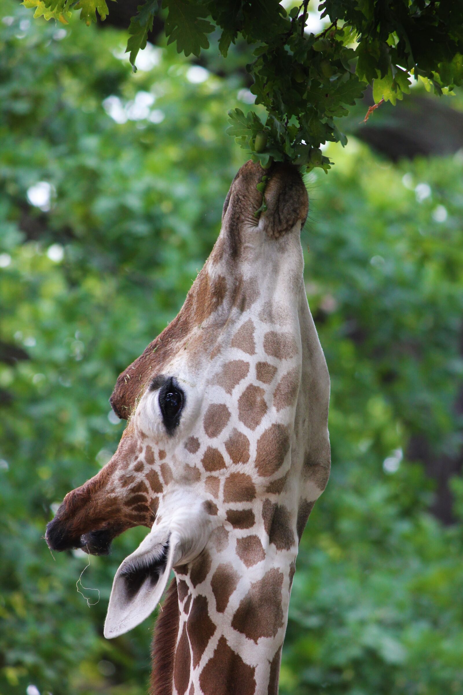 Canon EOS 550D (EOS Rebel T2i / EOS Kiss X4) sample photo. Giraffe, close up, head photography