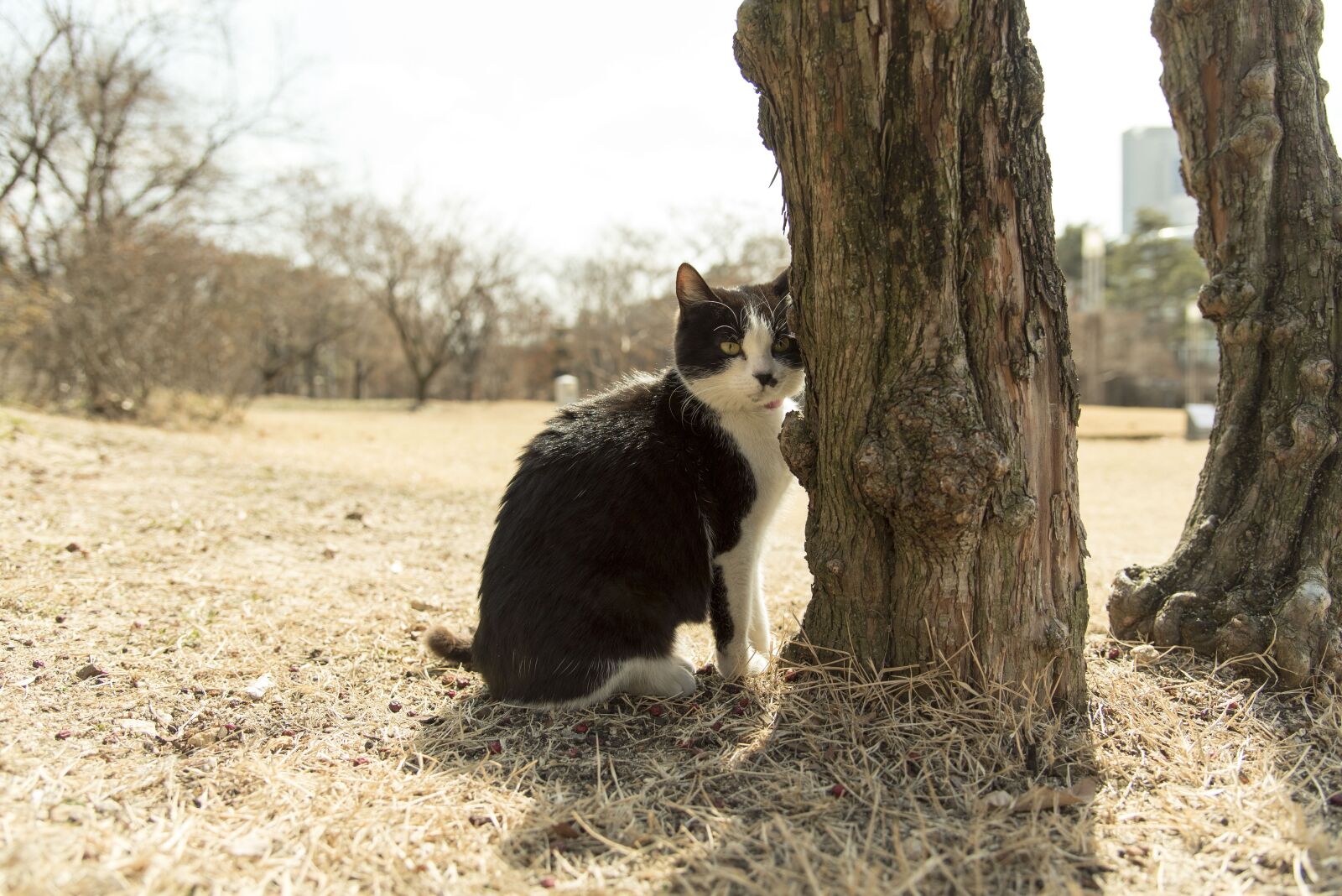 Nikon D750 sample photo. Cat, animal, pet photography