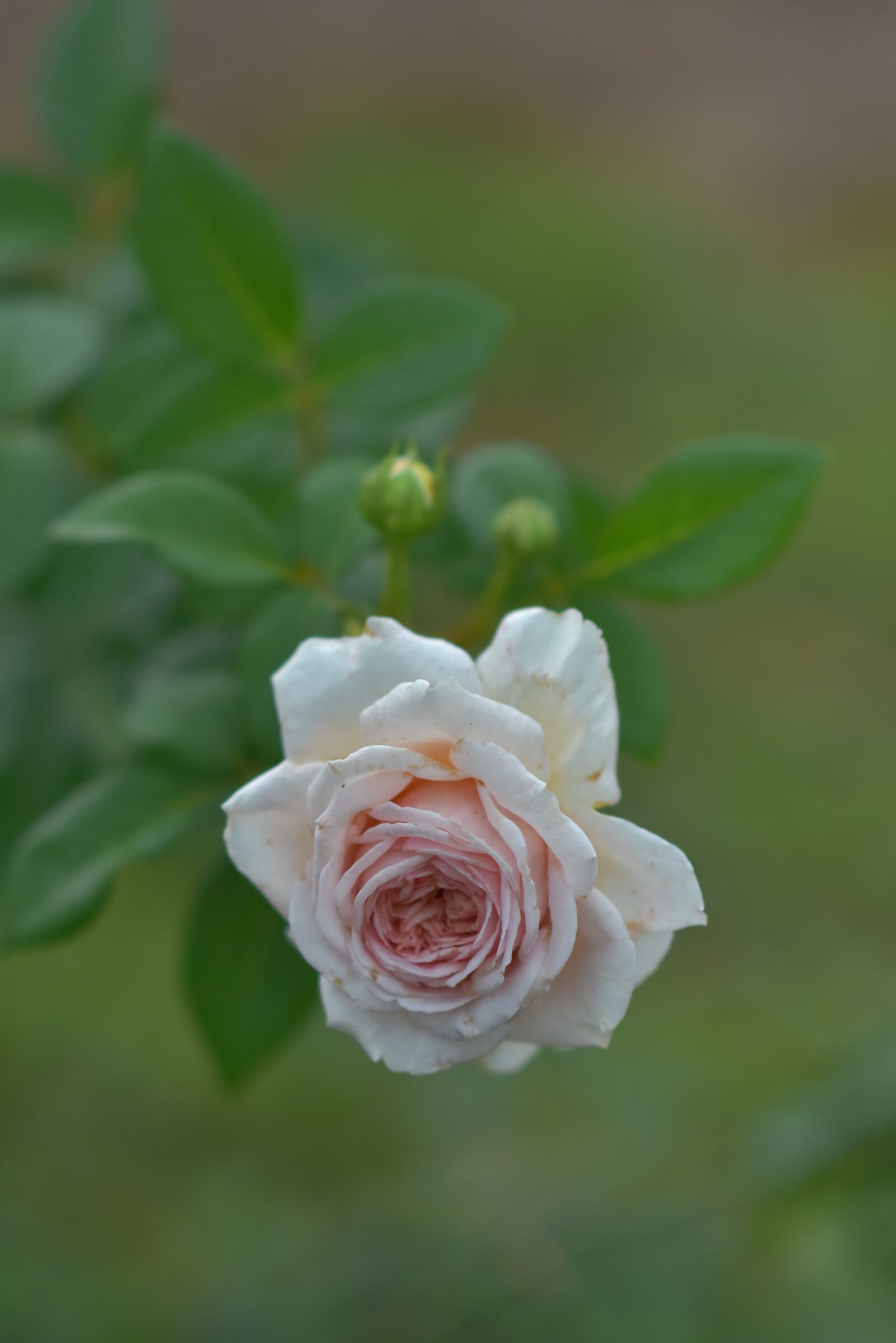 Nikon D7200 sample photo. Roses, aroma, blooming photography