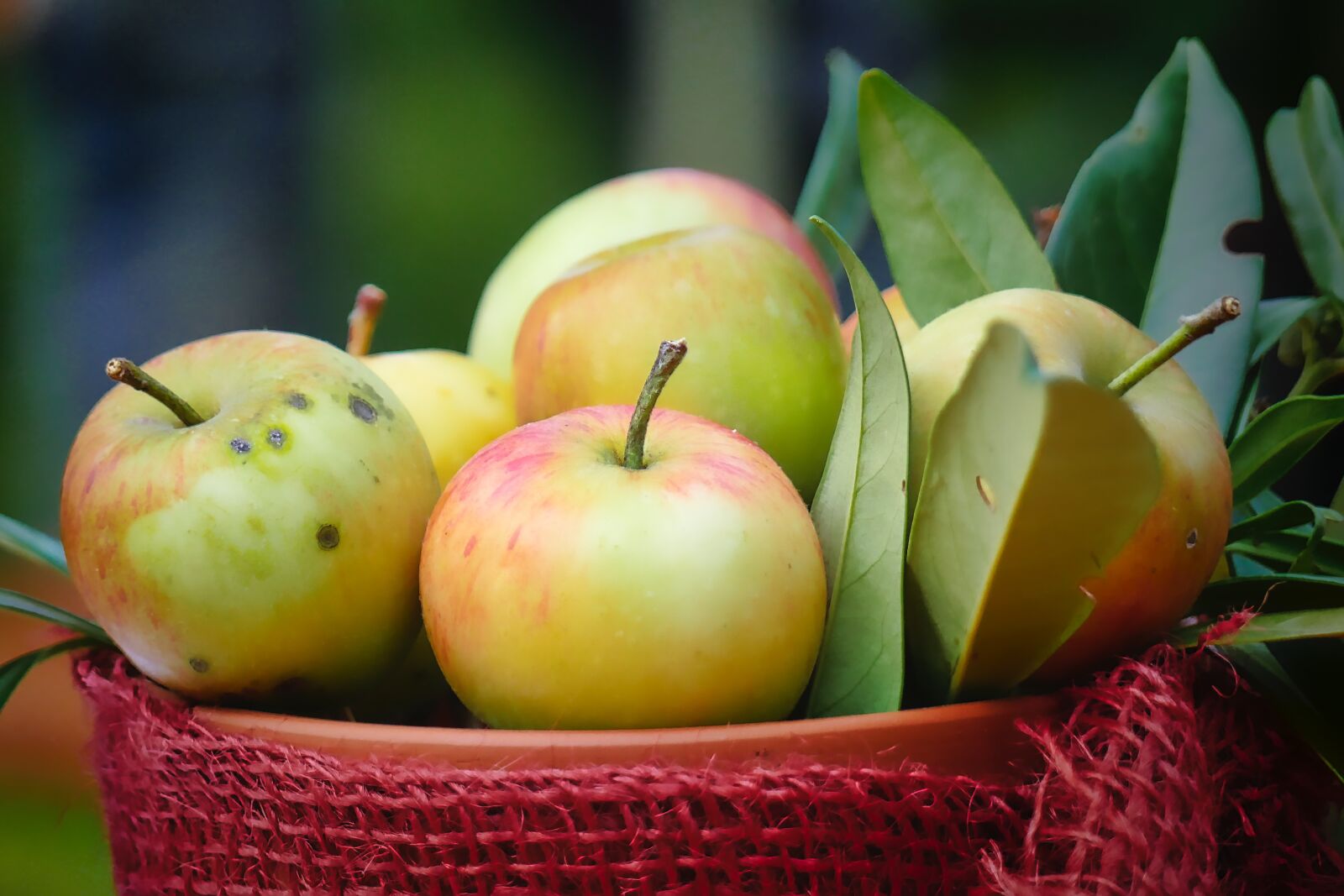 Panasonic Lumix DMC-GX8 sample photo. Harvest, autumn, apple photography