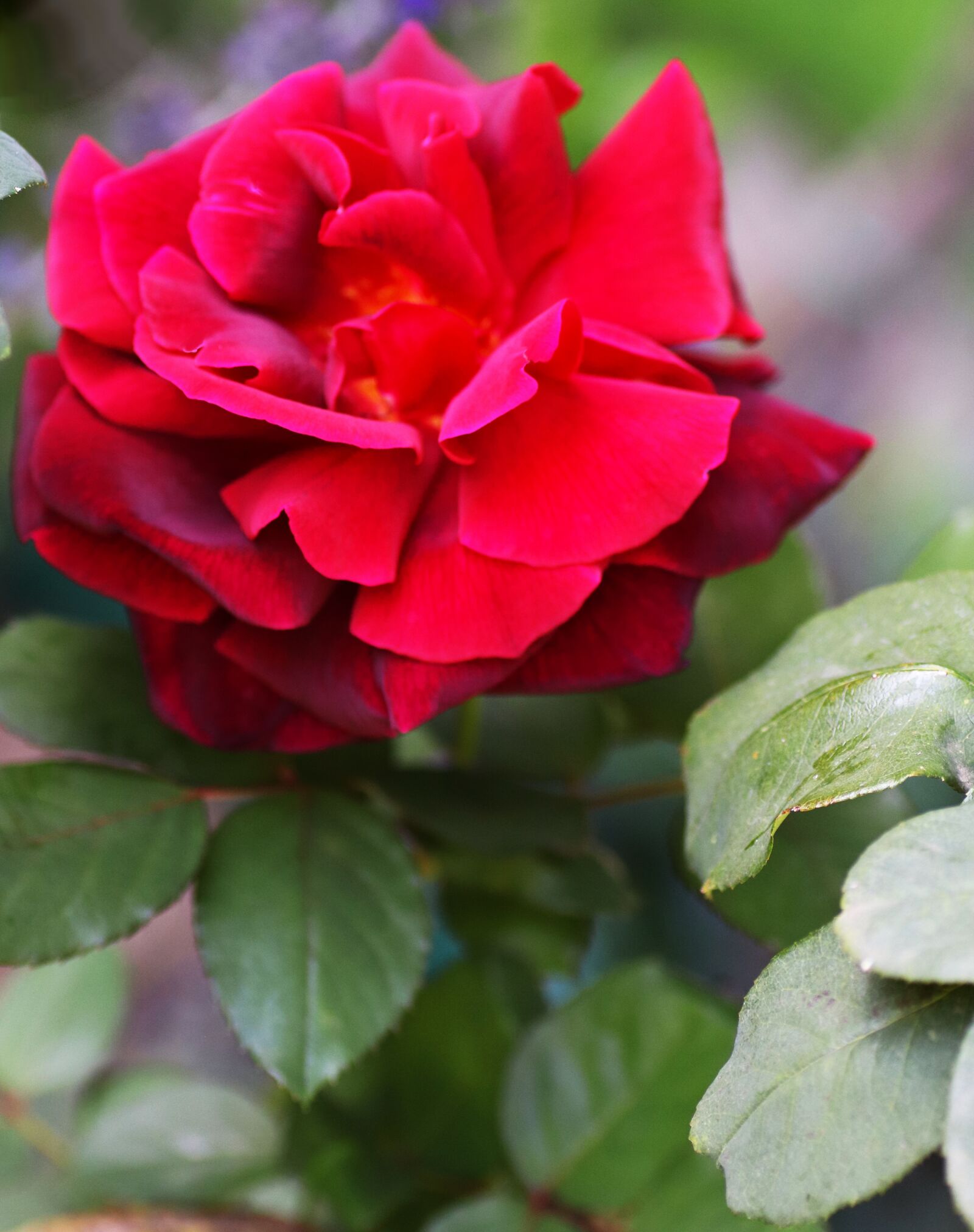 Tamron SP 90mm F2.8 Di VC USD 1:1 Macro sample photo. Flower, rose, red photography