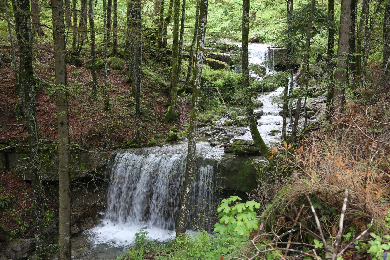 Canon EF 24-105mm F4L IS USM sample photo. Bach, trees, water photography