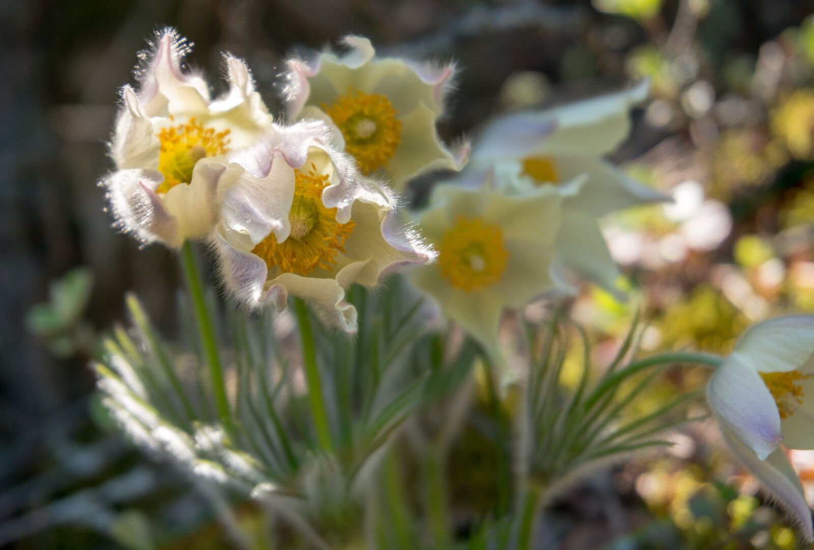 Sony Alpha NEX-6 sample photo. Snowdrops, flowers, nature photography