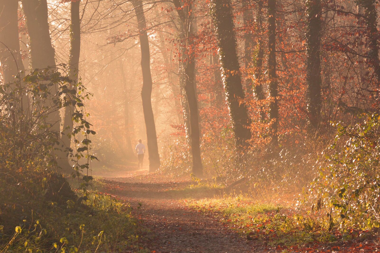 Nikon 1 V2 sample photo. Fog, forest, autumn photography