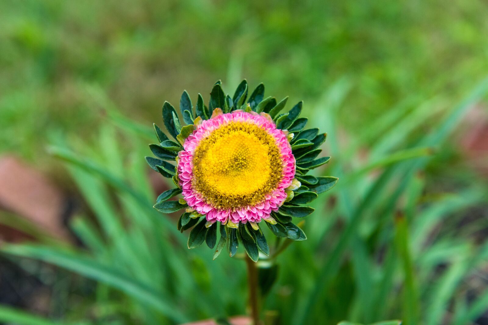 Nikon D800 sample photo. Flower, pollen, blossom photography