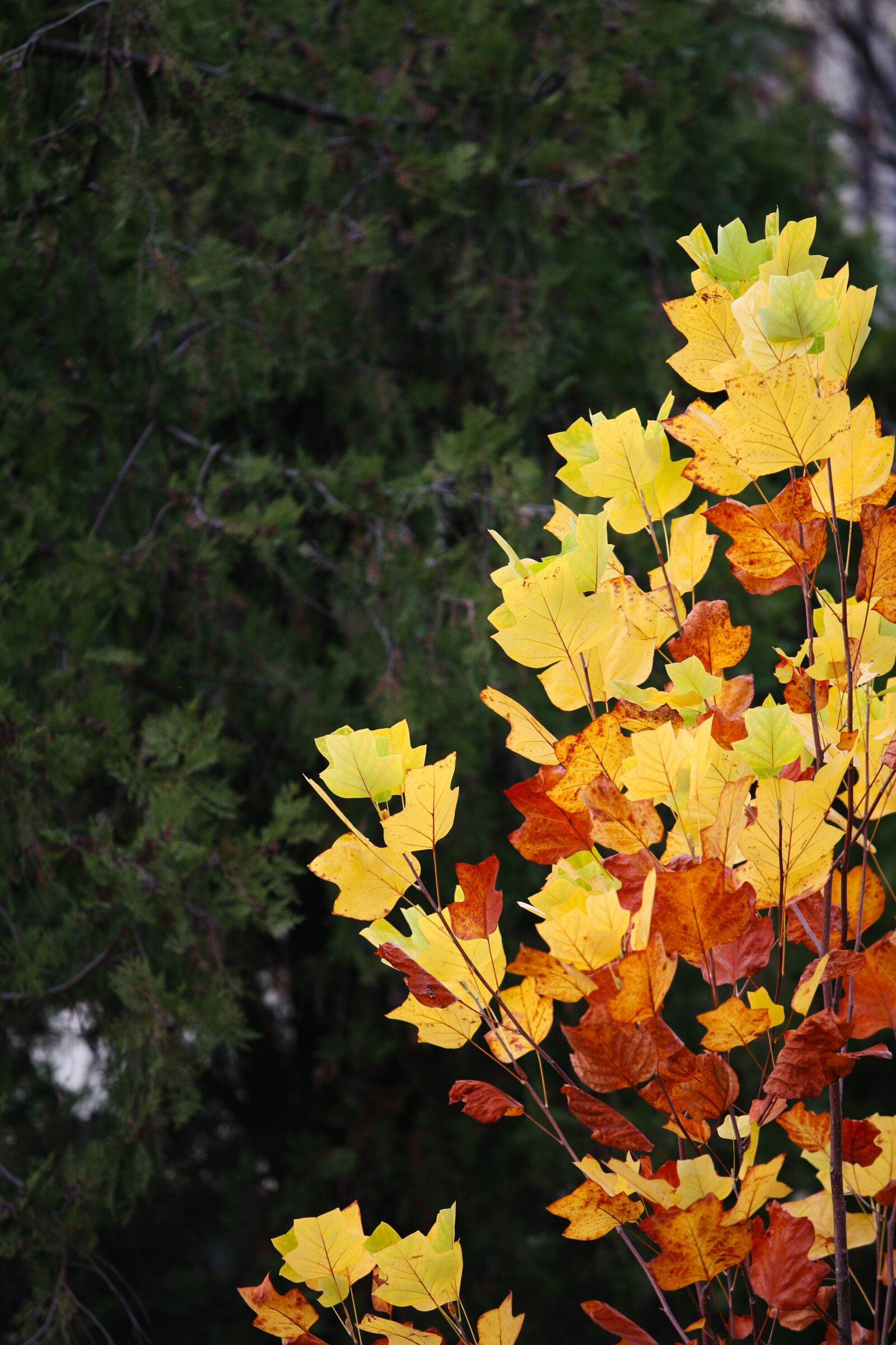 Canon EOS 5D sample photo. Autumn leaves, autumn, red photography