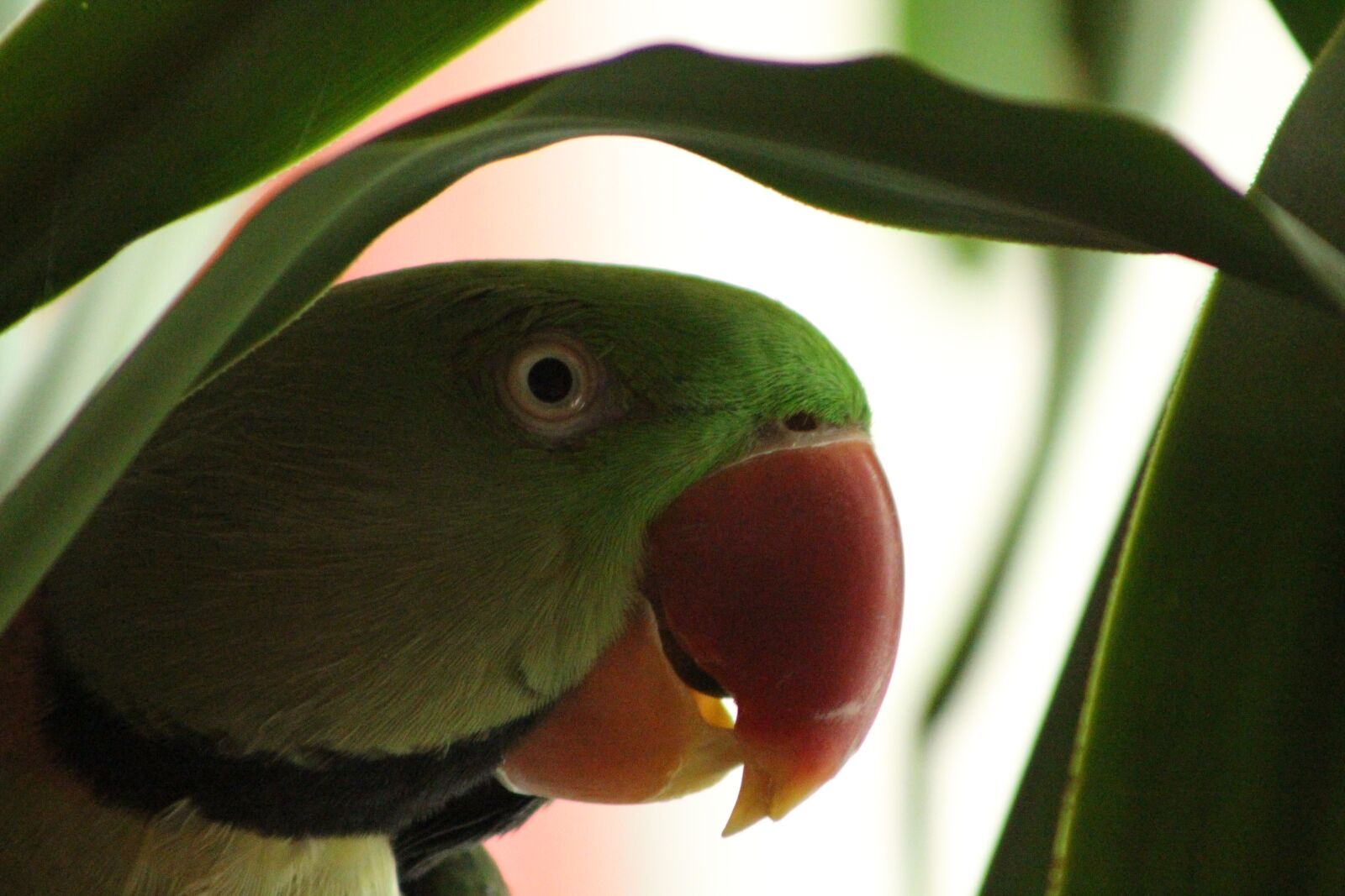 Canon EOS 700D (EOS Rebel T5i / EOS Kiss X7i) sample photo. Bird, parrot, animal photography