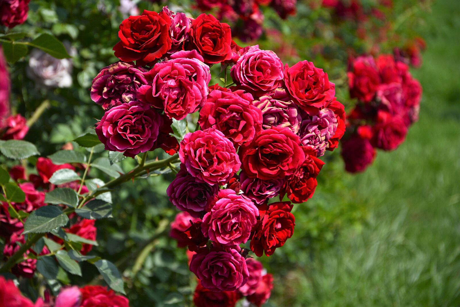 Nikon D7100 sample photo. Flower, plant, rose photography