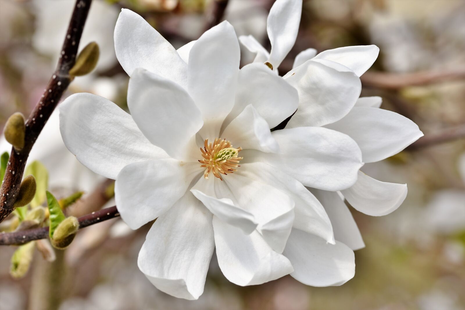 Nikon D7200 sample photo. Magnolia, magnolia tree, flowers photography