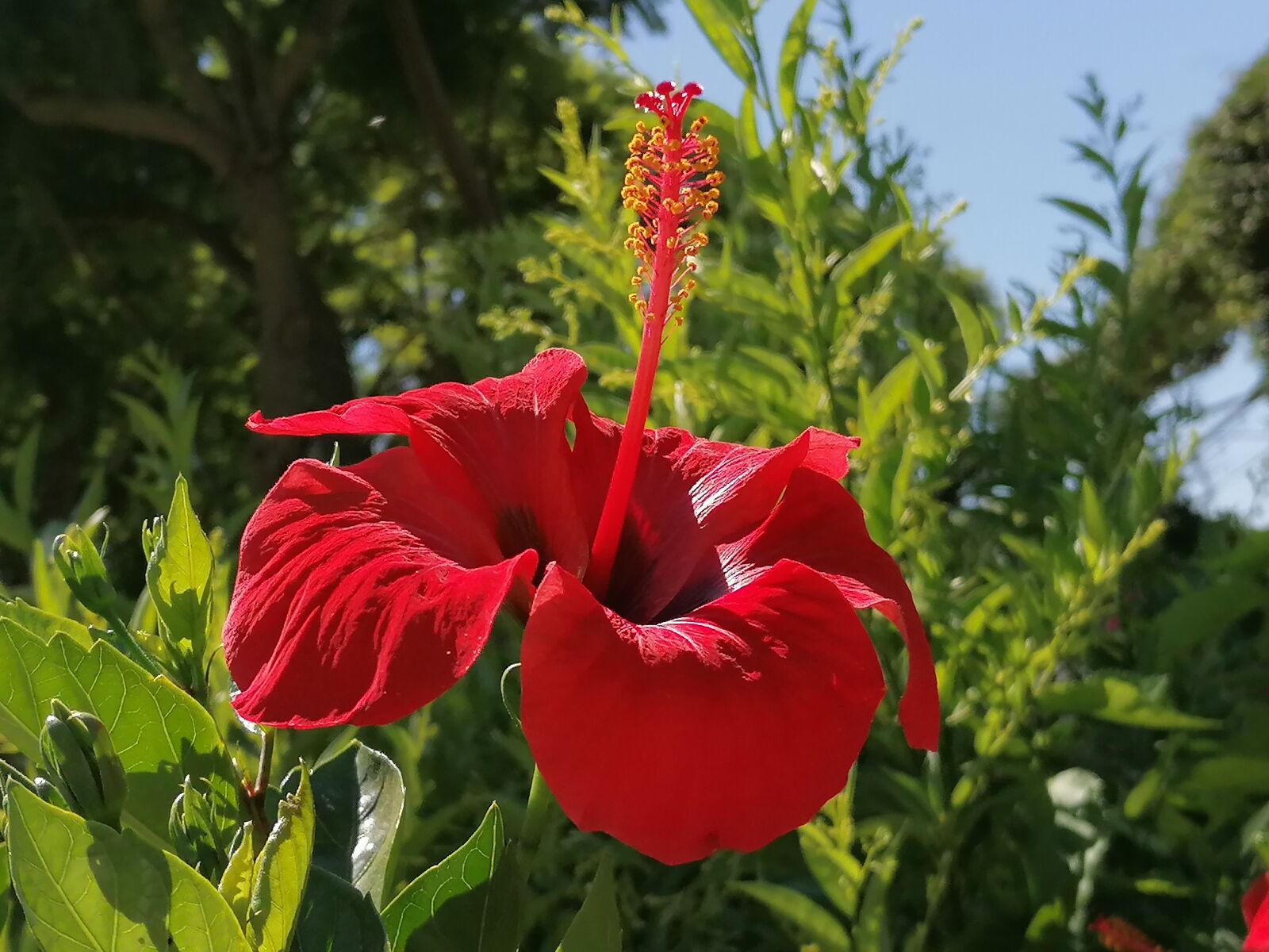 HUAWEI P30 LITE sample photo. Flower, plants, plant photography