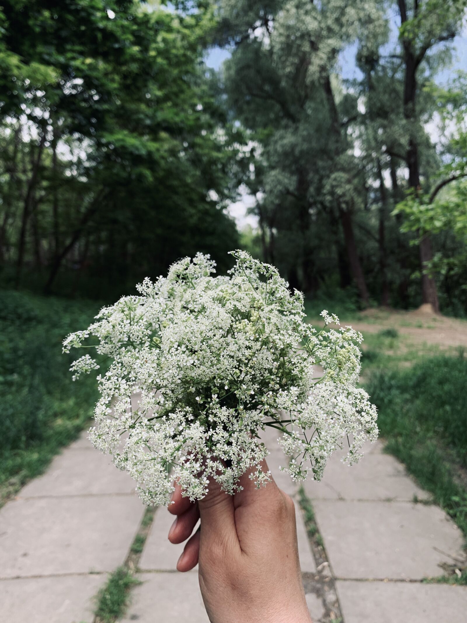 iPhone XS Max back dual camera 4.25mm f/1.8 sample photo. Tree, forest, green photography