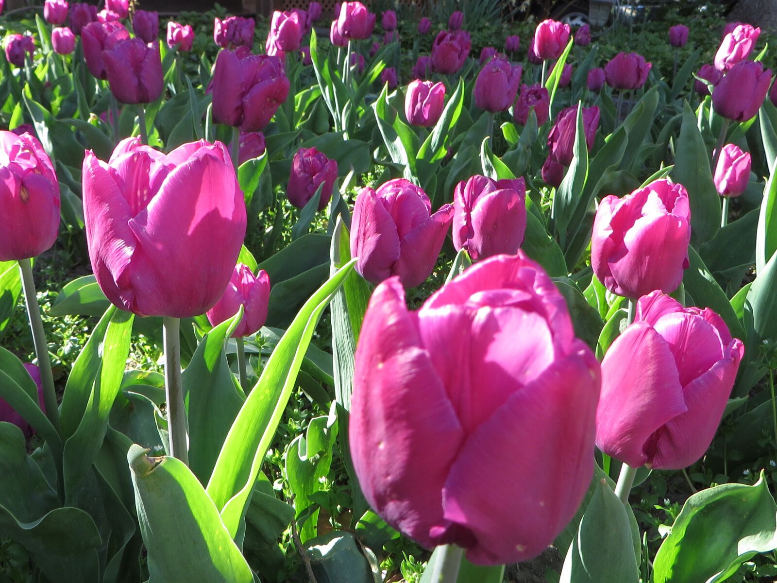 Canon PowerShot SX270 HS sample photo. Tulip, pink, flower photography