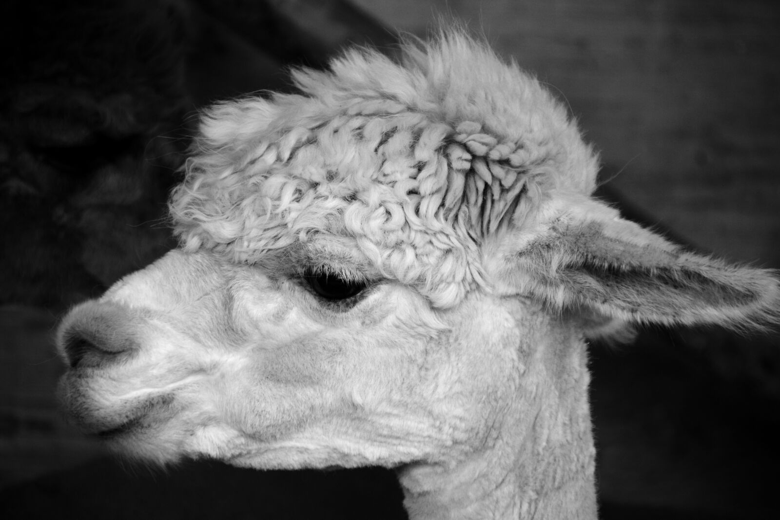 Nikon D3300 sample photo. Alpaca, head, animal photography