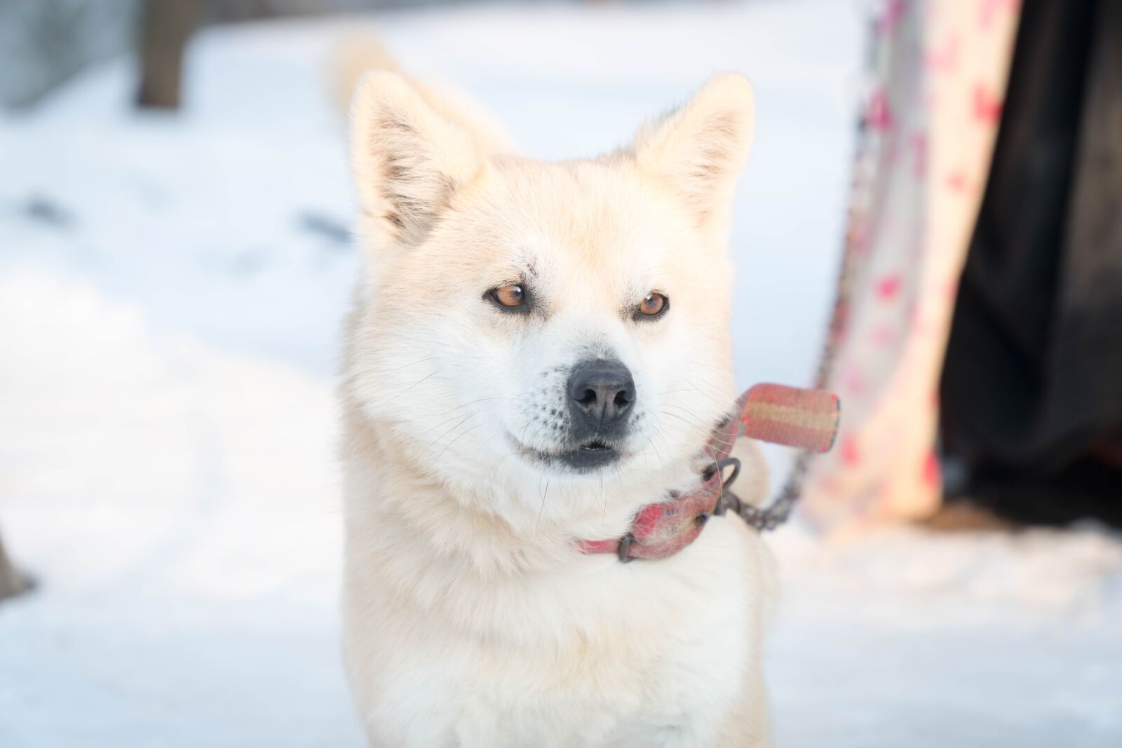 Sony E PZ 18-105mm F4 G OSS sample photo. Cute, winter, dog photography