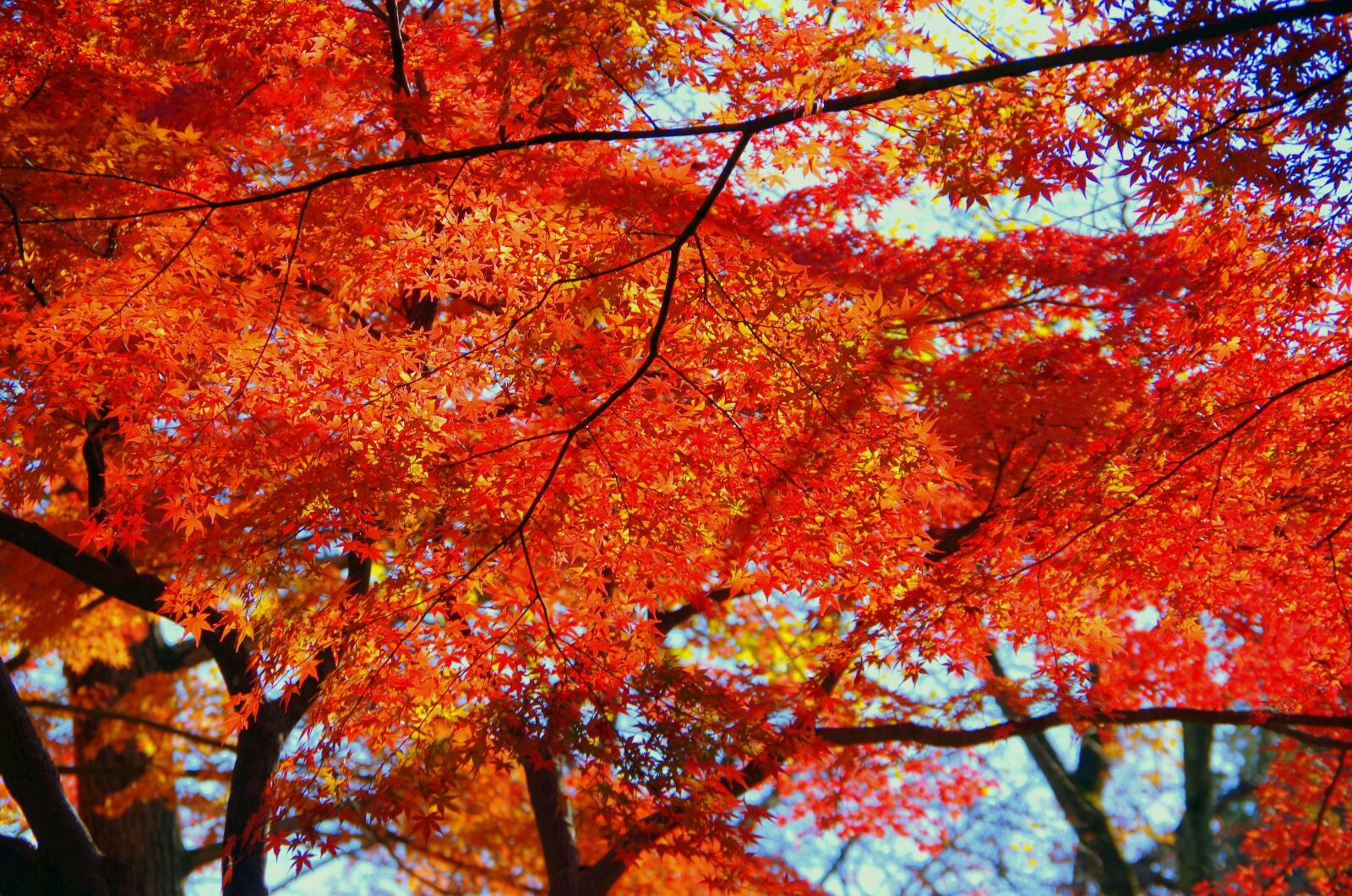 Pentax K-30 sample photo. Maple, autumn, autumnal leaves photography