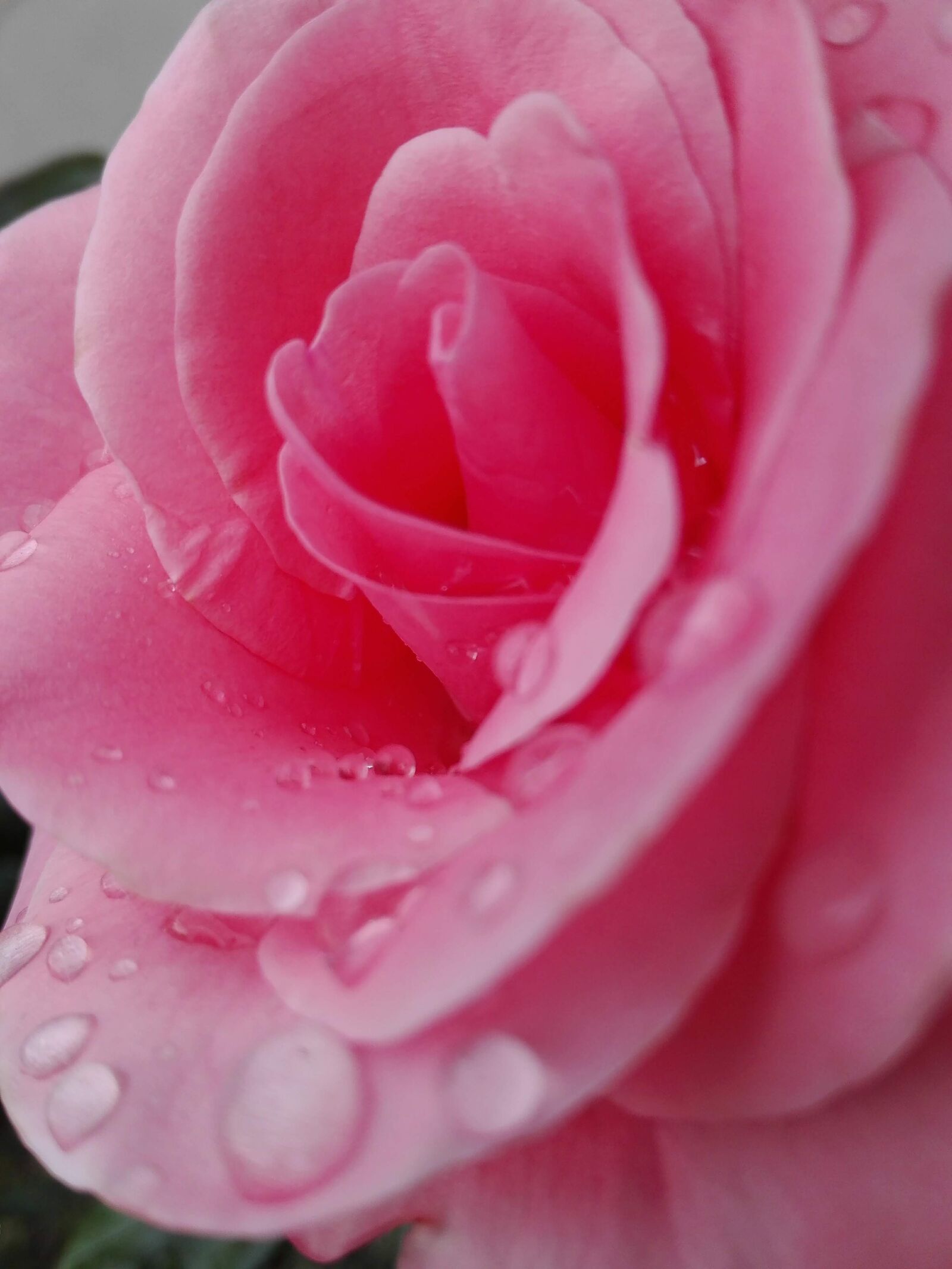 HUAWEI P8 Lite sample photo. Rose, flower, garden photography