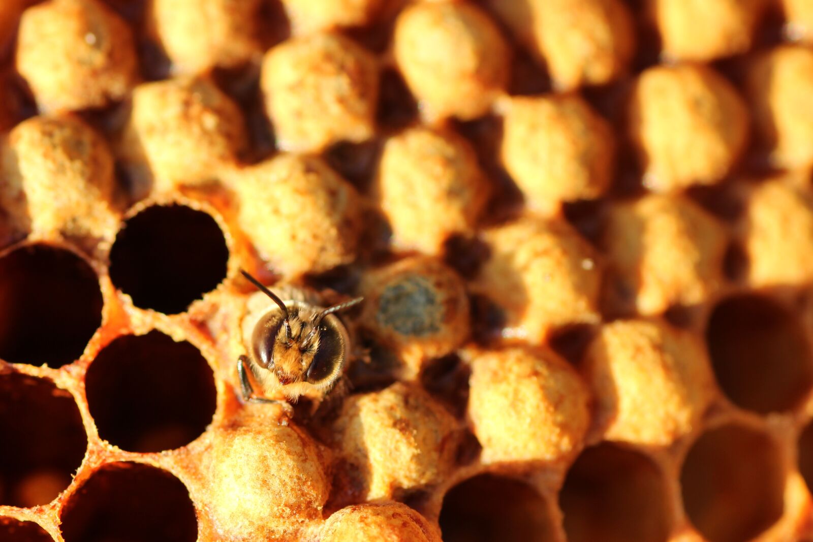 Tamron SP 90mm F2.8 Di VC USD 1:1 Macro sample photo. Drone, bee, hatch photography