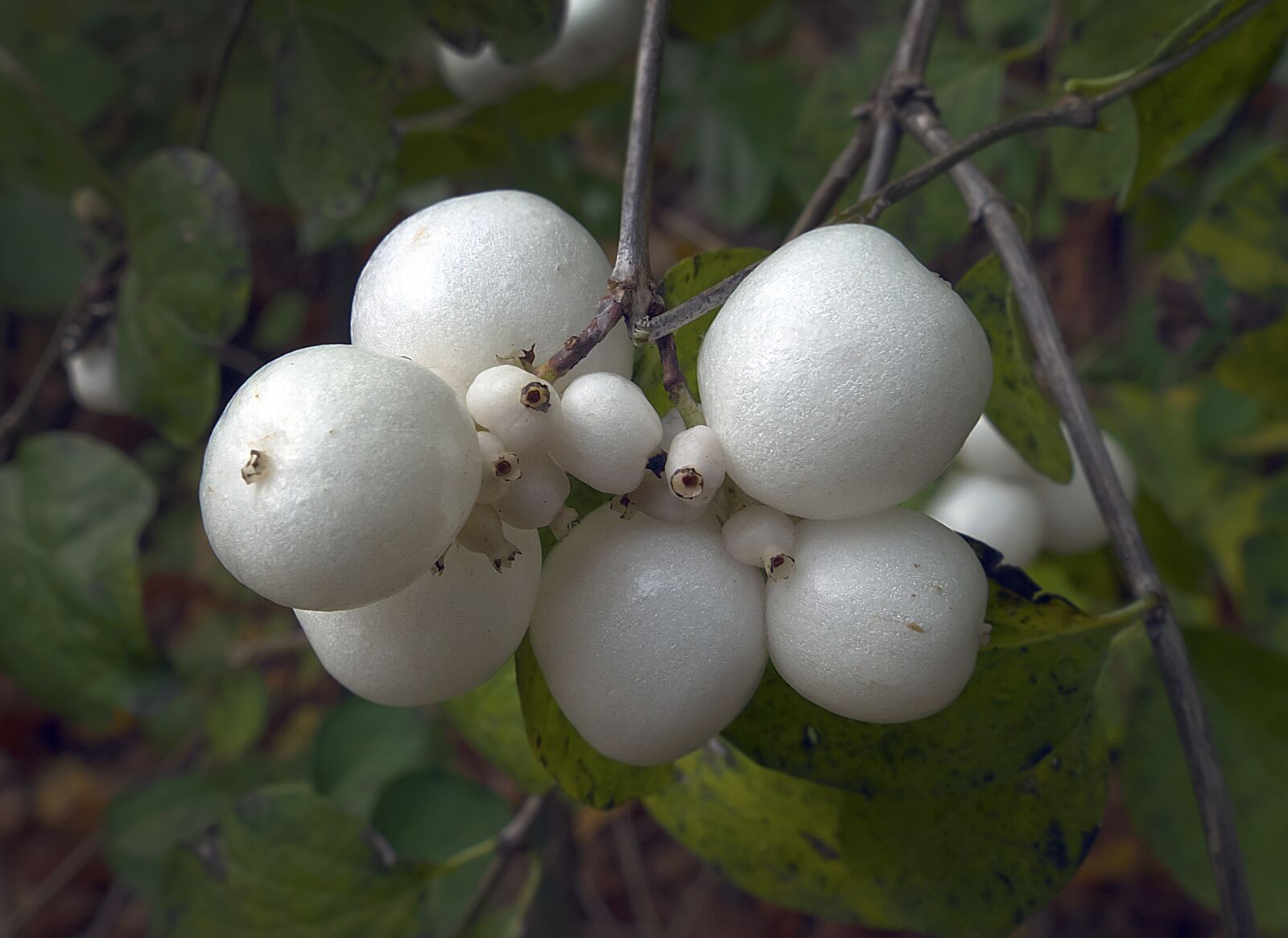 Panasonic Lumix DMC-FZ1000 sample photo. Snow berry, fruit, bang photography