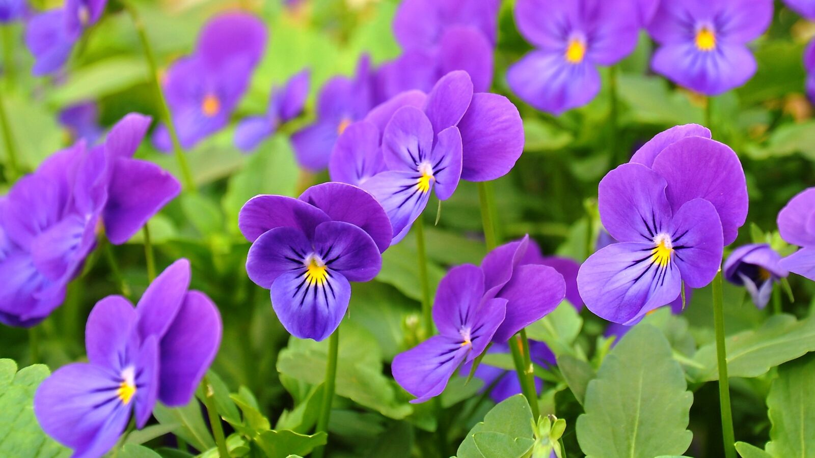 Nikon D90 sample photo. Pansy, flower, flower garden photography