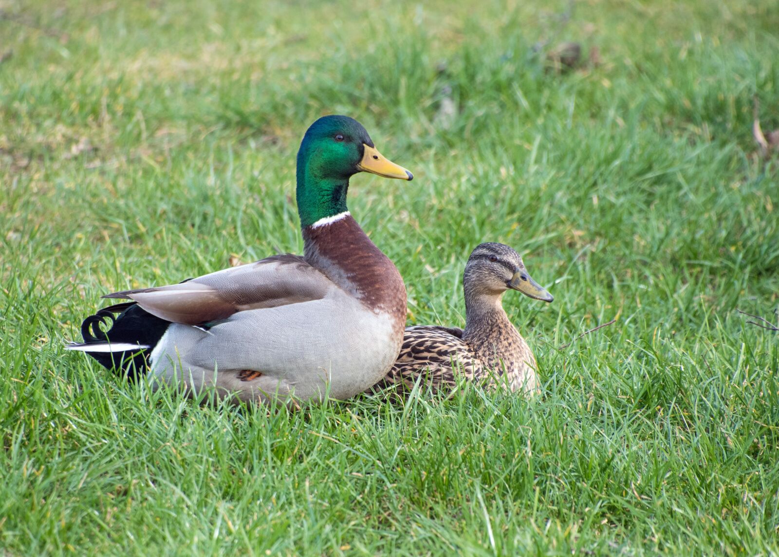 Nikon D500 sample photo. Duck, mallard, couple photography