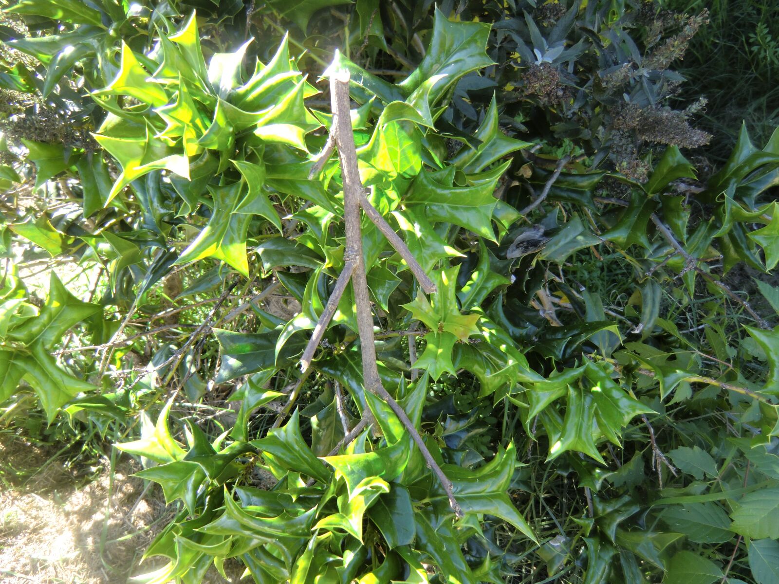 CASIO EX-H15 sample photo. Holly, stick, foilage photography