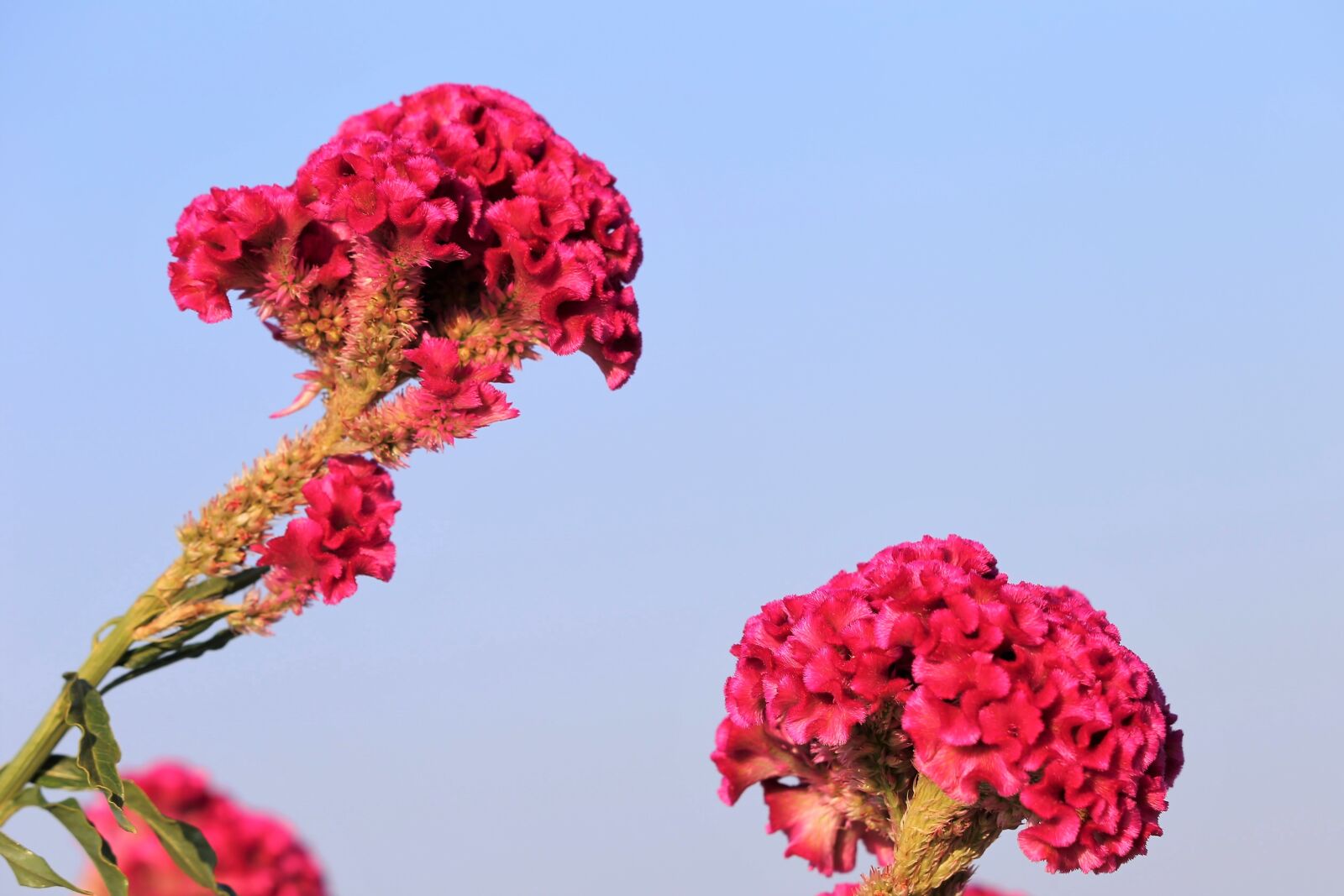 Canon EF 70-300 F4-5.6 IS II USM sample photo. Cockcomb, celosia argentea, plant photography