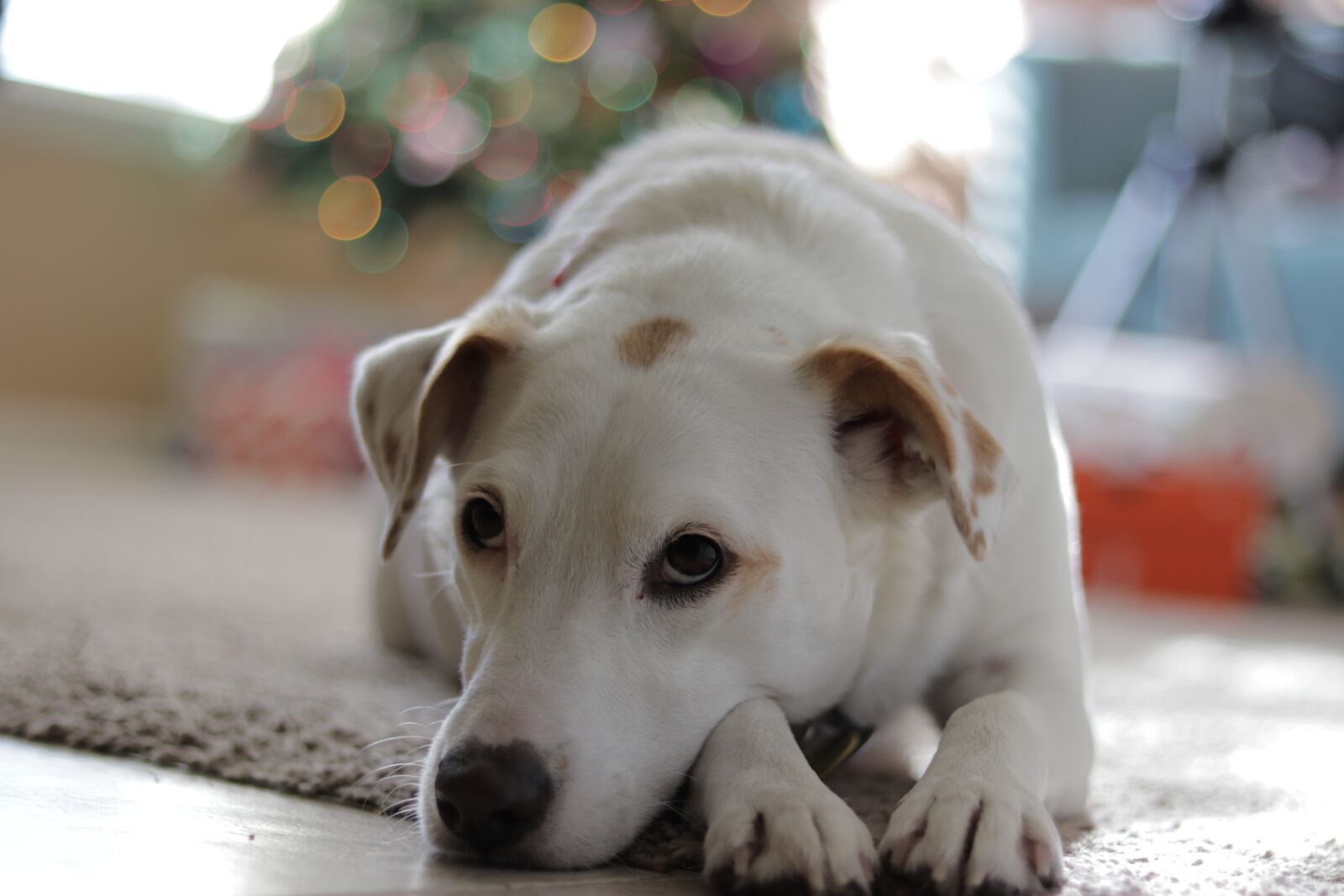 Canon EOS 80D sample photo. Dog, pet, canine photography